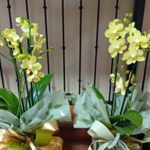 Orquídea Phalaenopsis amarela Orquídea Phalaenopsis amarela